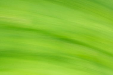 Yeşil, Bokeh 'i odak arkaplanından silmiş. Yeşil soyut bulanık arkaplan resmi