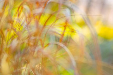 Sunny abstract autumn nature background. Colorful bright autumn field