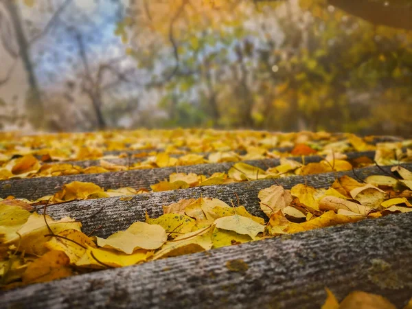 Border frame of autumn leaves falling on landscape background.