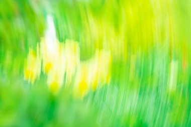 Yeşil doğa odak bulanıklık arka plan. Doğal bulanık bokeh.