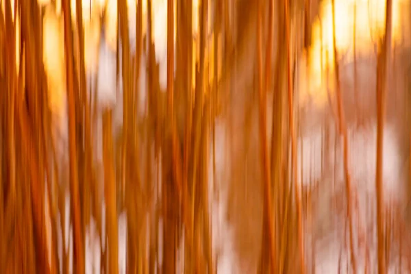Blurry abstract fall plant background. Orange fall natural bokeh lights.