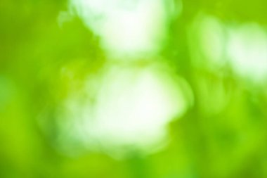 Taze doğal yeşil bokeh etkisi arka plan. Boş bulanık şehir park arka plan