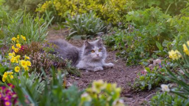 Cat on a background of flower field. Cat posing against a background of roses in flower garden.