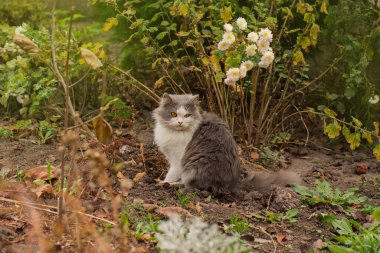 Sonbahar çiçekleriyle tarlada oturan kedi yavrusu. Arka planda sonbahar çiçekleri olan bahçede kedi yavrusu