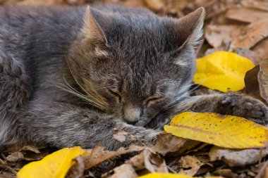 Dışarıdaki vahşi kedi yavrusu. Pis sokak kedisi sokaklarda yürüyor.. 