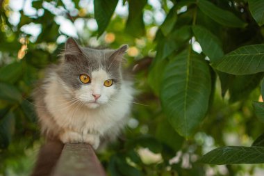Köyün çitlerinde yürüyen tüylü duygusal kedi. Genç ve güzel kedi çitin üzerinde oturuyor..