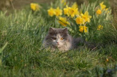Benefits and drawbacks of letting home cat outside in the garden. Risks of letting cat out  in the garden.
