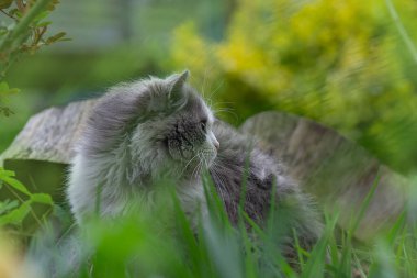 Kedi yürüyüşü konsept fotoğrafı için güvenli bir yer. Yürüyen hayvanlar için güvenli bir bahçe yaratmak.