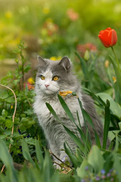 Safely take cat outdoors. Outdoor cats physical activity in the garden. Outdoor cats photo.