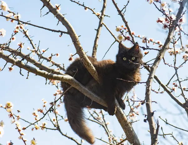 Cat climbing a tree and comes down from the tree. Cat on the tree with pink white flowers