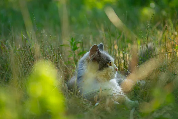 Make cats outdoor environments in the garden safe. Cute cat safe explore the outdoor world.