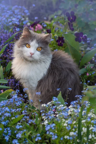 แมวบนล ดอกไม าและพ นหล นไม ดอกไม ใบส ยวใกล แมว รูปภาพสต็อกที่ปลอดค่าลิขสิทธิ์