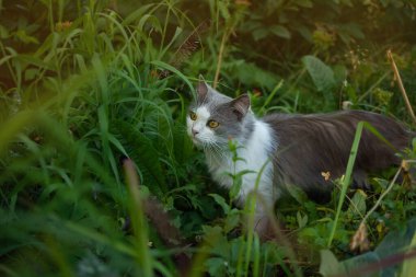 Açık alanları keşfetmek için kedi. Kedi köyün özel bölgesinde özgürce dolaşıyor.