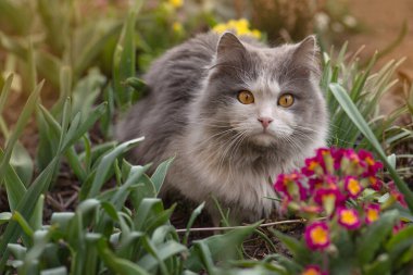 Cat portrait close up outdoors at sunset. Macro portrait of cute kitten with big eyes on the background of the garden.