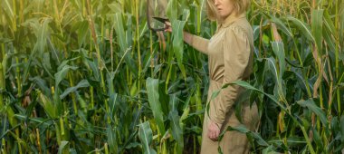 Güneş doğarken mısır tarlasında kameraya poz veren güzel model kız. Sürdürülebilir tarım ve doğal ve çevre dostu ürünler kavramı