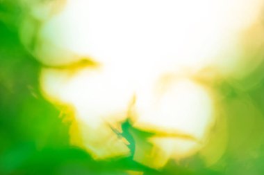 Kopyalama alanı olan soyut yeşil yuvarlak bokeh arkaplanı