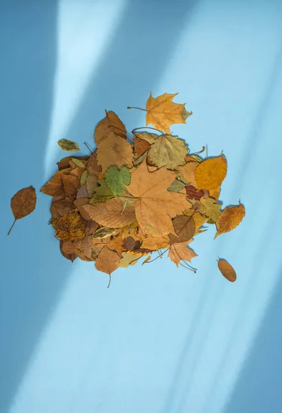 Autumn leaves on blue paper background top view. Flat lay beautiful leaves composition on a pastel blue background and copy space.