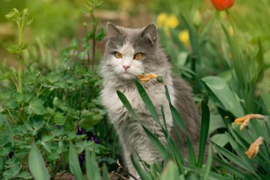 Dışarıda yaşayan kediler. Dışarıda yaşayan kedilere bak. Köy kedisi dinleniyor. 