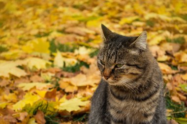 Dışarıdaki vahşi kedi yavrusu. Pis sokak kedisi sokaklarda yürüyor.. 