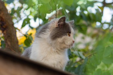 Cat balancing and climbing along a metallic fence. cat walking on the metallic fence.