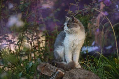 Bahar ya da yaz fotoğrafı. Genç kedi bahçedeki baharın tadını çıkarıyor..