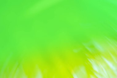 Yeşil çayır, biyolojik geçmişi bulanıklaştırdı. Doğal güneş ışığında süs çimenleri..