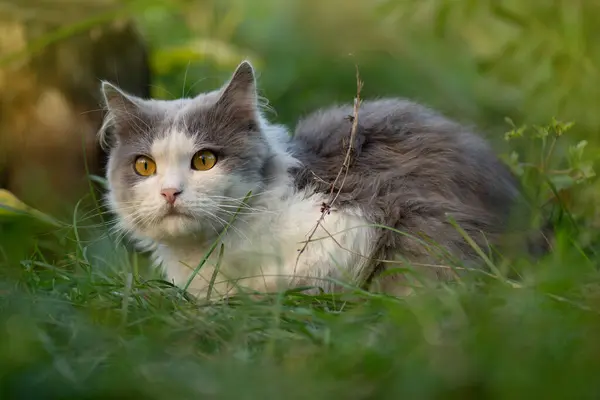 Cat to explore spaces outdoors. Adorable cat in the garden free to roam.