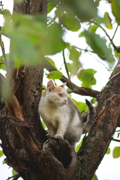 Smart skillful cat climbing a tree and comes down from the tree. Cat on the tree on a natural background