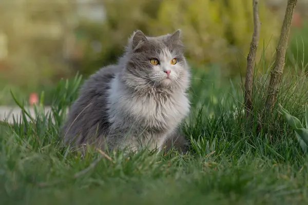 Safely take cat outdoors. Outdoor cats physical activity in the garden. Outdoor cats photo