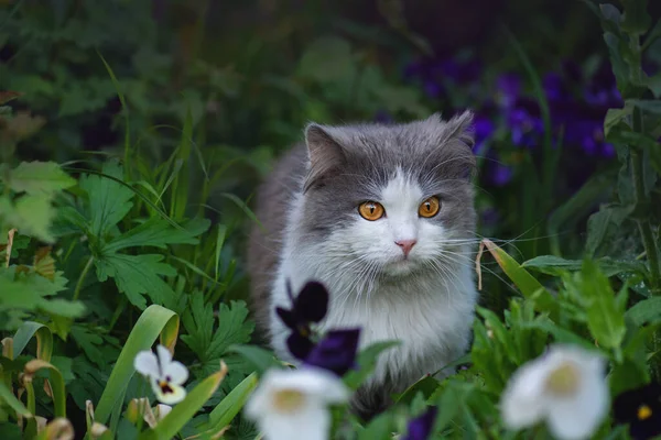 Creating a safe garden for walking pets. Cute cat in pet friendly garden concept photo.