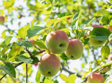 Meyve bahçesindeki bir elma ağacında olgunlaşan üç güzel sonbahar elması.