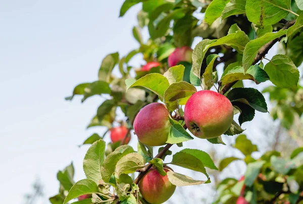 赤リンゴと緑の葉を持つ枝 庭のリンゴの木 リンゴ園だ 収穫時期 ストック写真