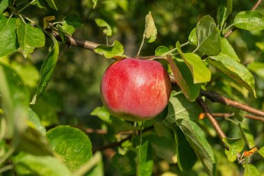 Olgun kırmızı elmalı bir dal. Sonbahar bahçesindeki elma ağacı. Hasat zamanı. Bahçe ürünleri.