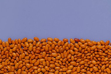 Mor arka planda sarı fasulye. Phaseolus vulgaris. Üst Manzara. Boşluğu kopyala.