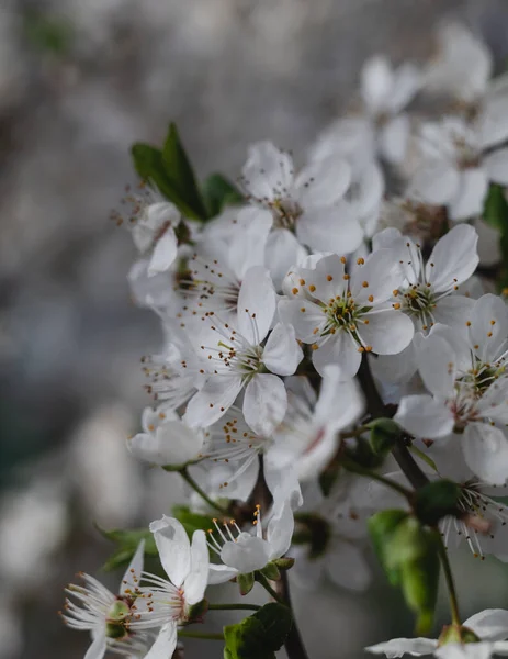 Blooming Cherry Plum Branch Garden White Cherry Flowers Close Blurred — Stock Photo, Image