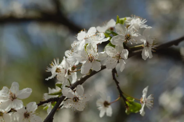 Cherry Tree Blossoms Garden Garden White Bloom Spring Background — Stock Photo, Image