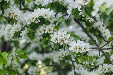 Beyaz armut çiçeği açan bahar bahçesi. Doğal arkaplan.