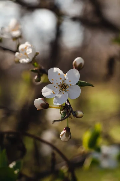 Cherry Tree Blossom Spring Garden New Season Beginning — Stock Photo, Image