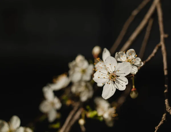 Cherry Brunch Blossom Spring Garden New Season Beginning — Stock Photo, Image