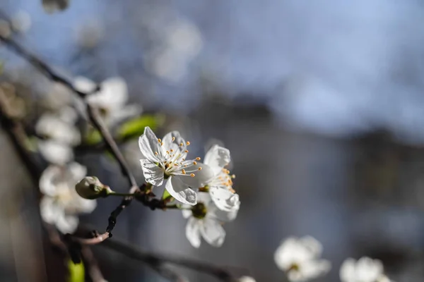 Cherry Tree White Flowers Spring Garden Blurred Background New Season — Stock Photo, Image