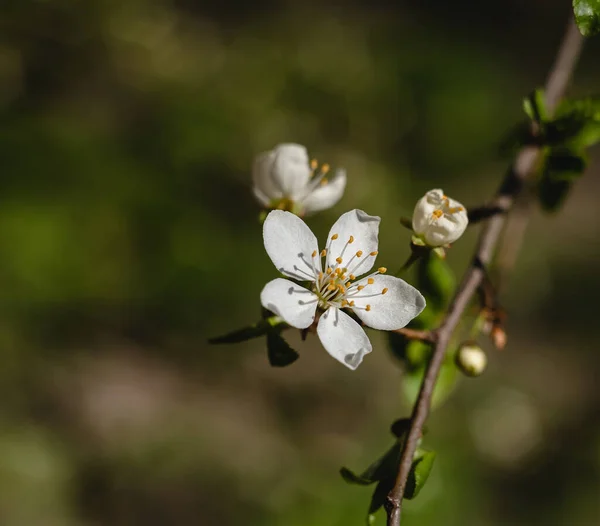 White Cherry Flower Close Blurred Green Background Spring Blossom — Stock Photo, Image