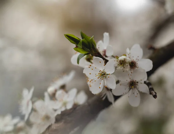 White Plum Blossoms Full Bloom White Flowers Blurred Background Spring — Stock Photo, Image
