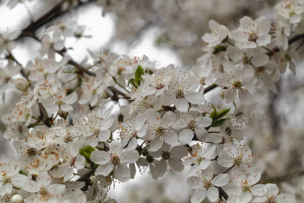 White Cherry Plum Blossoms Cherry Plum Tree Full Bloom Spring — Stock Photo, Image