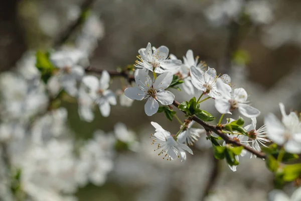Cherry Tree Blossoms Garden Garden White Bloom Spring Background — Stock Photo, Image