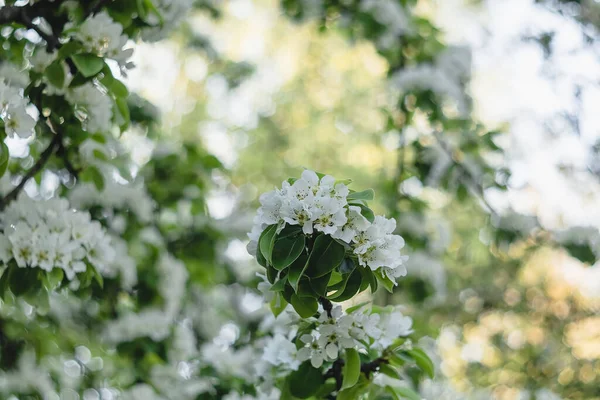 White Pear Blossom Spring Garden Bloom Natural Wallpappers — Stock Photo, Image