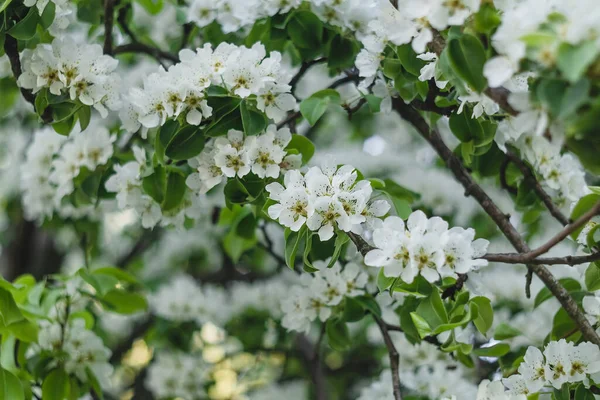 White Pear Blossom Spring Garden Bloom Natural Background — Stock Photo, Image