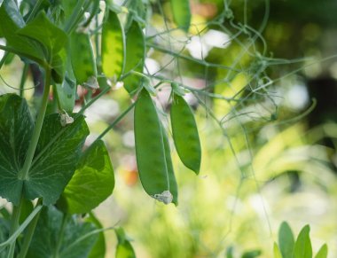 Yeşil bezelye tarlada bulanık bir zeminde yetişiyor. Organik ve vejetaryen gıda konsepti,