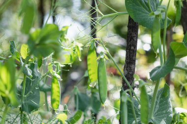 Bahçede büyüyen taze bezelye kabukları. Organik gıda ve sağlıklı yeme konsepti.