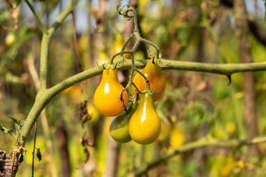 Sebze bahçesindeki bir dalda sarı armut domatesleri. Ev yapımı organik sebzeler. Sonbahar hasadı.