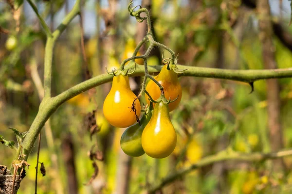 野菜園の枝に黄色い梨トマト 自家栽培の有機野菜 秋の収穫 ロイヤリティフリーのストック画像